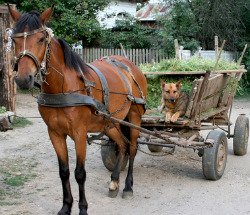 German Shepherd Hip Dysplasia Cart