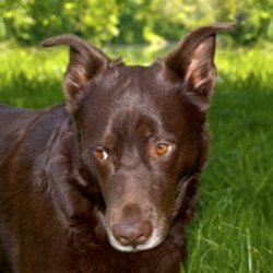 Geeman Shepherd Lab Mix