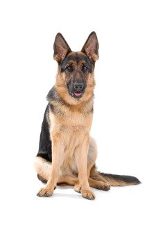 German Shepherd Hip Dysplasia Lazy Sit