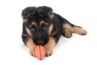 German Shepherd Puppy Pics