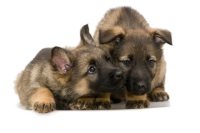 German Shepherd Puppy Pics