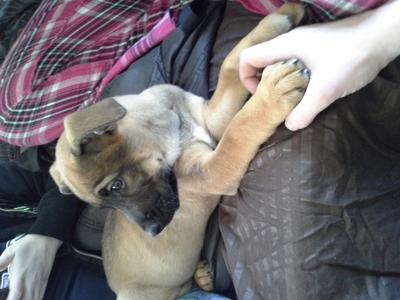 Brock, my GSD mix and his big paw