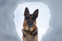 German Shepherd Rescue Wisconsin