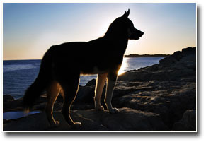 German Shepherd at Sunset