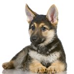 GSD Puppy