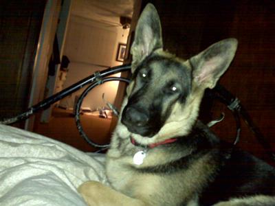 GSD Gunner's Beautiful Face