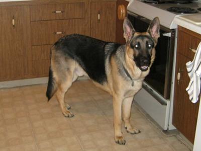 GSD Gunner Smiling