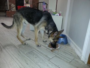 My German Shepherd pup eating