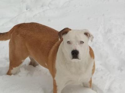 Beau, my Swiss Shepherd / Bull Mastiff mix