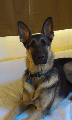 My German Shepherd HotShot