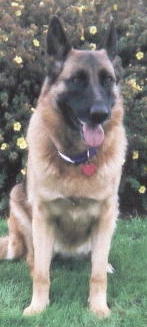 German Shepherd Gretta