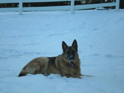 GSD Gretta