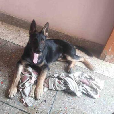 Jack, my German Shepherd