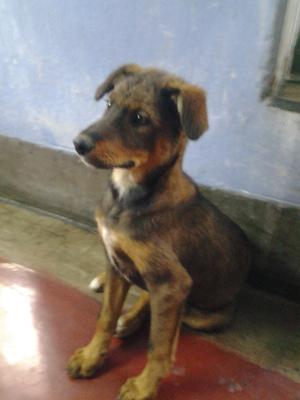 Jacky Unkown German Shepherd Mix