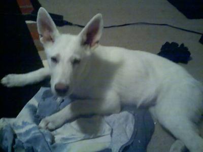 White German Shepherd Puppy Jake