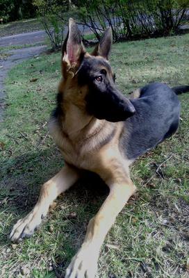 Jerry Lee 7 months old