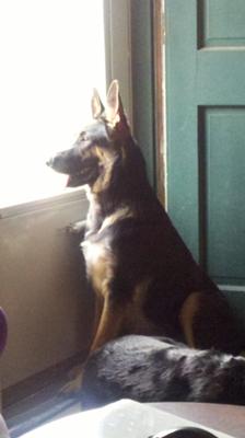 GSD at 6 months 75 lbs