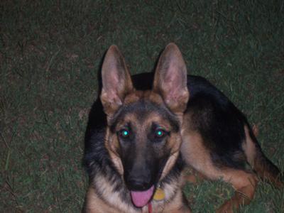 German Shepherd King at 20 Weeks and 45 lbs