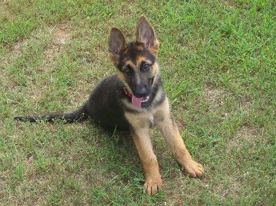 King's German Shepherd Growth Chart Progress - 11 weeks 3 days