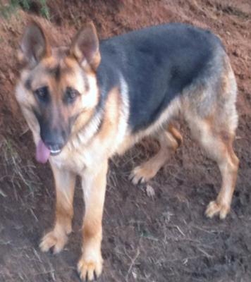 GSD King at 9 Months