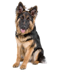 Long Haired German Shepherd