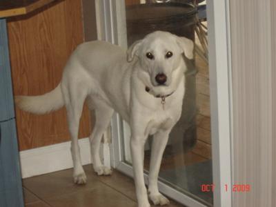 Marley - German Shepherd Lab mix