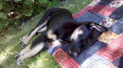 Maya Mixed GSD