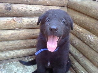 Solid black German Shepherd