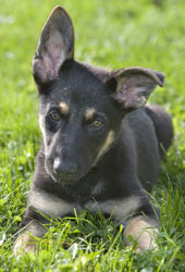 Miniature German Shepherd