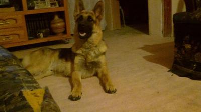 My German Shepherd Baloo