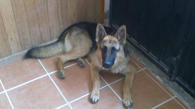 My handsome German Shepherd Baloo.