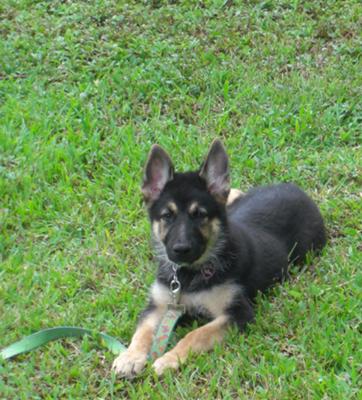 GSD puppy Duke