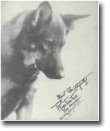 Original Rin Tin Tin