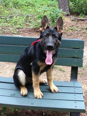 Oscar, my sweet German Shepherd
