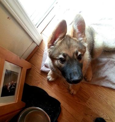 Penny, German Shepherd Lab mix