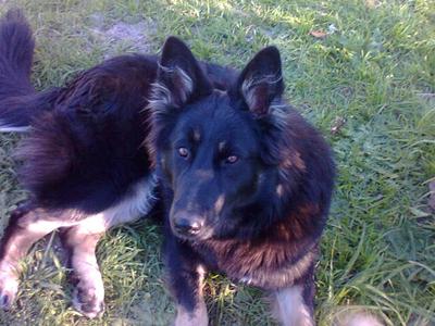 Phoebe, Belgian Shepherd Malinois