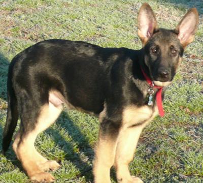 German Shepherd puppy Phoenix