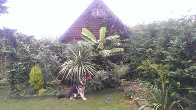 Poppy, a straight back big boned GSD 