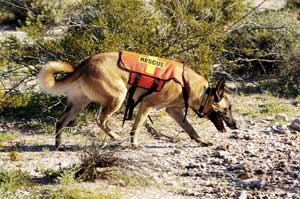 German Shepherd Search and Rescue Dogs