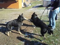 German Shepherd Bear(left) Husky Ricka(right)