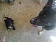 Ricka and her Pitt Lab mix Mickey