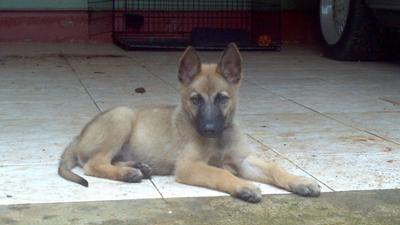 Rockey - German Shepherd Belgian Malinois Mix