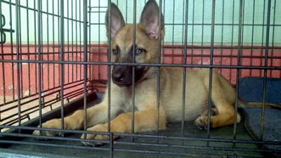 Rockey - German Shepherd Malinois