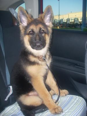 Romeo GSD Puppy