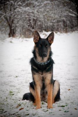 Roo - Runt of the German Shepherd litter