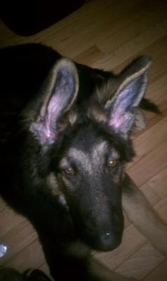 Ruger and those huge ears