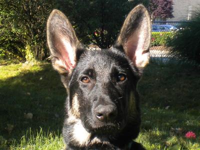 GSD Sammi at 4 months old