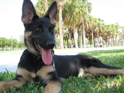 German Shepherd Samurai