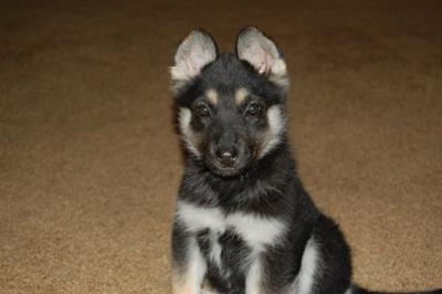 Baby Days - my German Shepherd Husky Mix