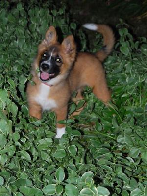 Pretty German Shepherd Akita Mix